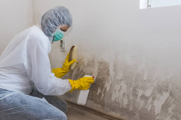 Certified Mold Removal in Fort Carson, CO