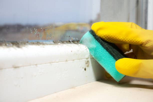 Best Mold Remediation Experts  in Fort Carson, CO