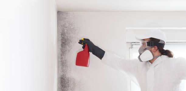 Best Mold Removal Company Near Me  in Fort Carson, CO