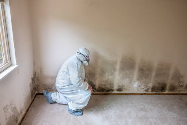 Best Local Mold Removal Service  in Fort Carson, CO