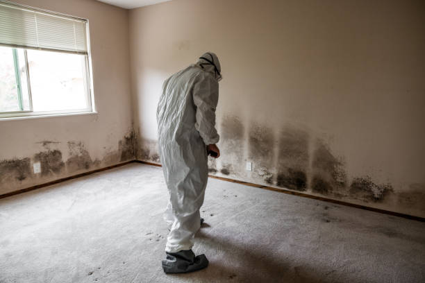 Best Certified Mold Removal  in Fort Carson, CO