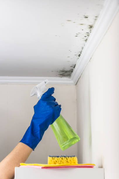  Fort Carson, CO Mold Removal Pros